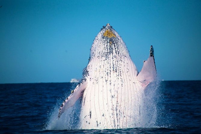 Whale Watching Cruise from Mooloolaba - Quick points before you book