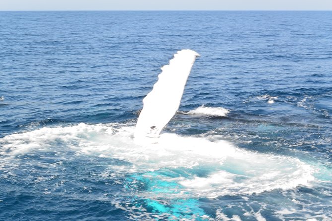 Whale Watching Cruise from Mooloolaba - Why this Mooloolaba cruise feels different