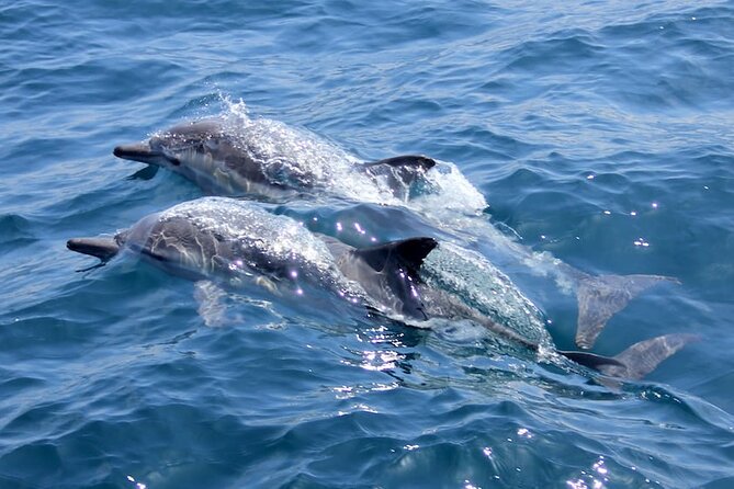 Whale Watching Cruise from Mooloolaba - Who should book this cruise