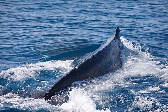 Whale Watching Cruise from Mooloolaba - Humpback whales on their annual route