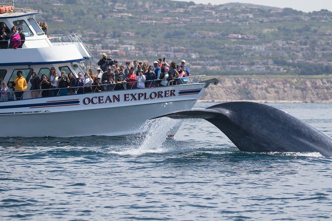 Whale-Watching Cruise from Newport Beach - The boat, seating, and weather