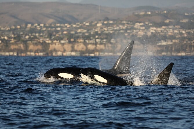 Whale-Watching Cruise from Newport Beach - What makes the crew worth listening to