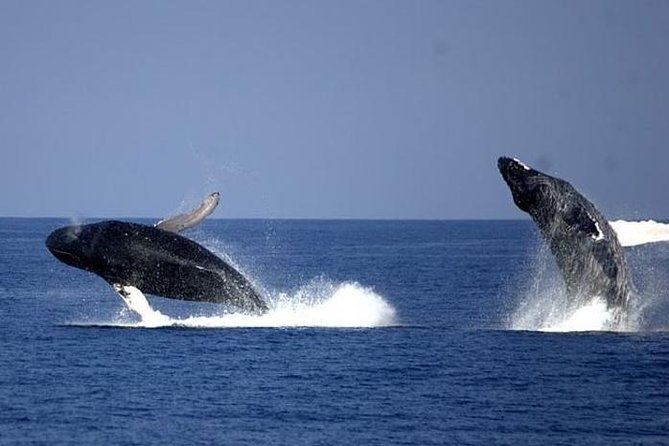 Whale-Watching Cruise from Newport Beach - Who will enjoy this cruise most
