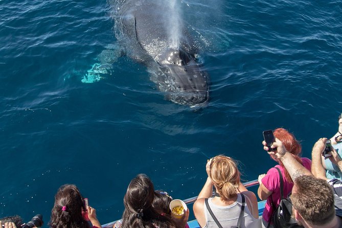 Whale-Watching Cruise from Newport Beach - Should you book the Newport Beach whale cruise?