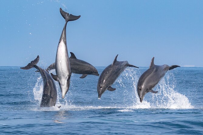 Whale Watching Cruise from Newport Beach - What you might see on the water