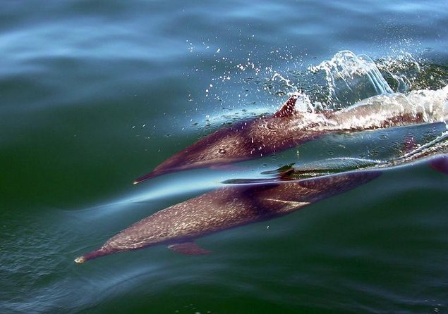 Whale Watching Cruise In Puerto Vallarta & Nuevo Vallarta - Key points to know before booking
