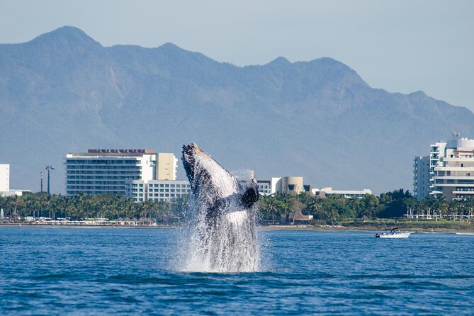 Whale Watching Cruise In Puerto Vallarta & Nuevo Vallarta - The first views across Banderas Bay