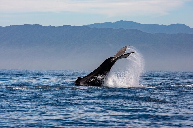 Whale Watching Cruise In Puerto Vallarta & Nuevo Vallarta - Comfort aboard a large catamaran