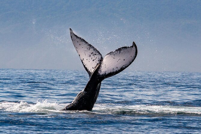 Whale Watching Cruise In Puerto Vallarta & Nuevo Vallarta - Timing, value, and the honest catch