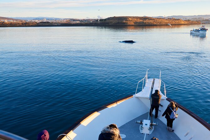 Whale Watching Cruise on a Yacht in Reykjavik - Into Faxaflói Bay with Reykjavík behind you