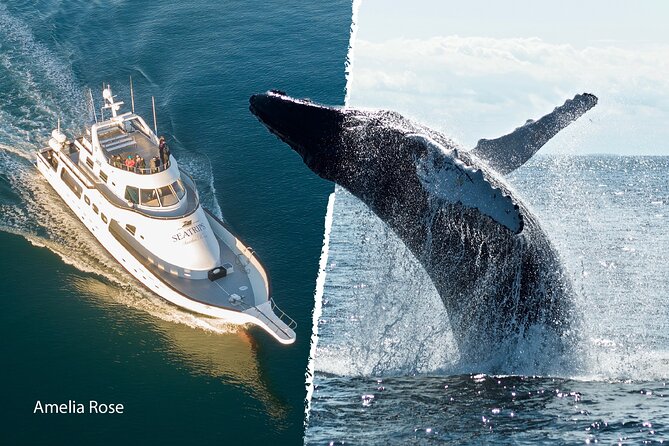 Whale Watching Cruise on a Yacht in Reykjavik - Searching for minke and humpback whales