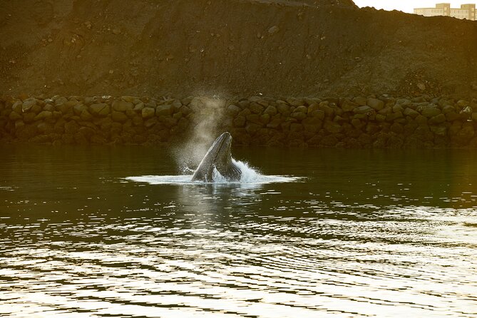 Whale Watching Cruise on a Yacht in Reykjavik - A guide who helps you know where to look