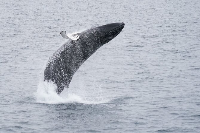 Whale Watching Cruise on a Yacht in Reykjavik - Picking the right season and departure