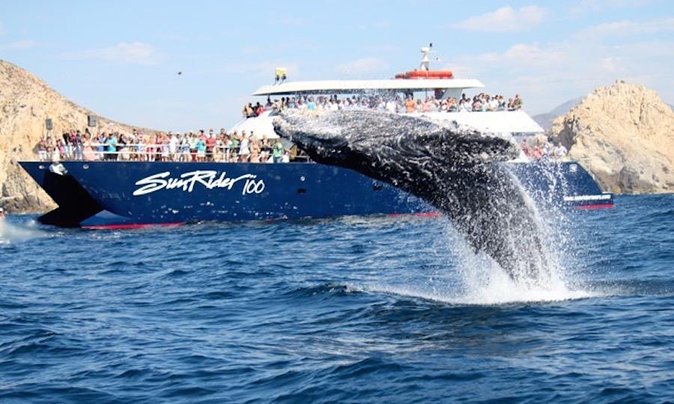 Whale Watching Dinner Cruise in Cabo San Lucas - Setting out from Cabo Marina at 4:30 p.m.