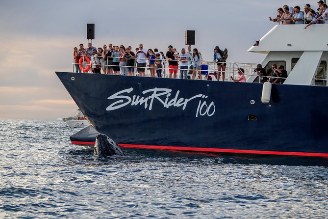 Whale Watching Dinner Cruise in Cabo San Lucas - Open bar, music, and the crew’s dance show