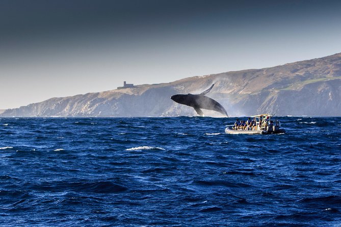 Whale Watching Dinner Cruise in Cabo San Lucas - Clean facilities and space to move around
