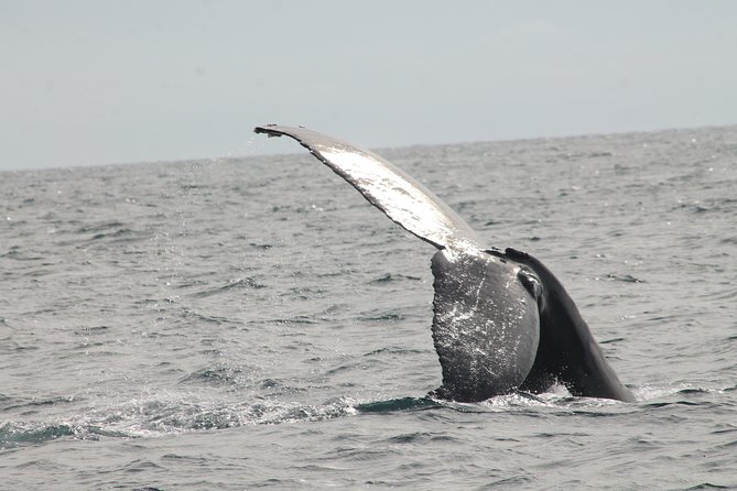 Whale Watching Dinner Cruise in Cabo San Lucas - Is $110 a fair price?