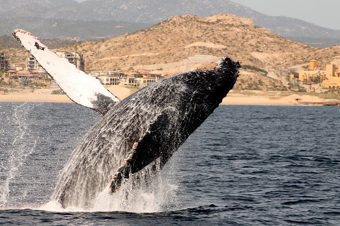 Whale Watching Dinner Cruise in Cabo San Lucas - Who will enjoy this Cabo cruise most?