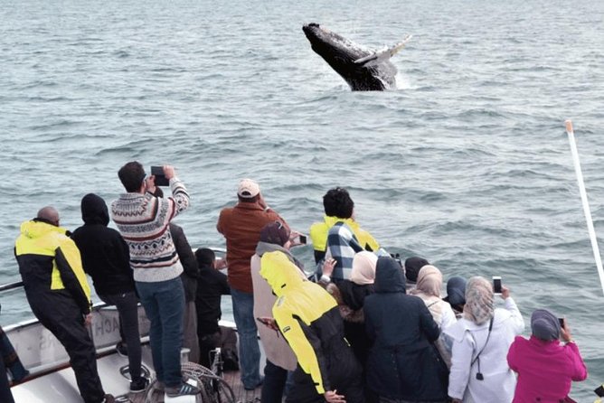 Whale Watching & Dolphin Yacht Cruise - What happens during the three-hour cruise