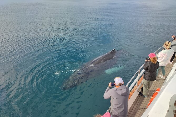 Whale Watching & Dolphin Yacht Cruise - How much information you receive