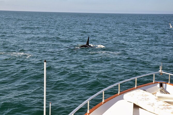 Whale Watching & Dolphin Yacht Cruise - Outdoor decks, warm cabins, and the onboard bar