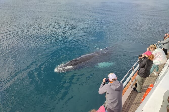 Whale Watching & Dolphin Yacht Cruise - Is $108.61 good value?