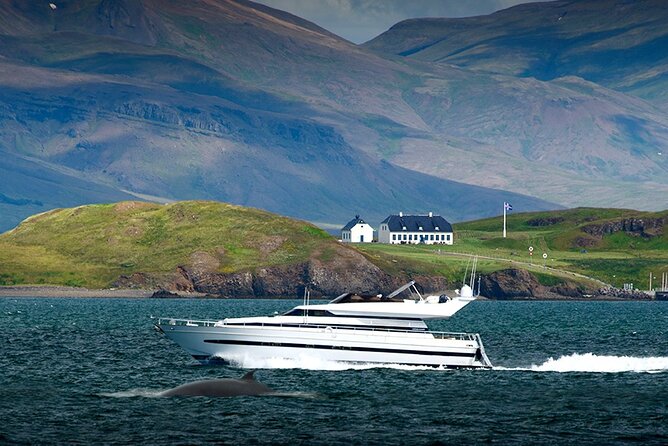 Whale Watching & Dolphin Yacht Cruise - Weather, seasons, and what to wear