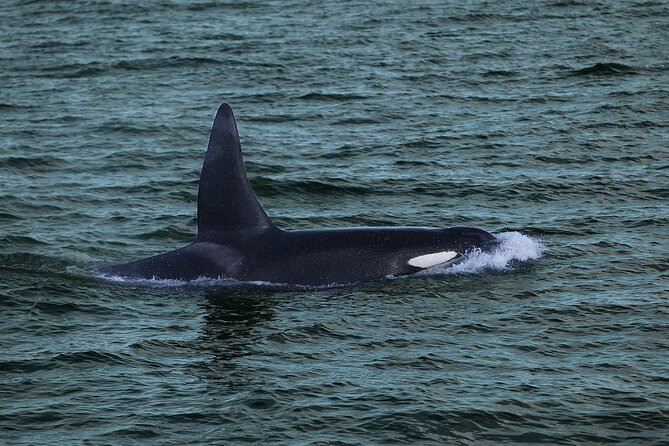 Whale Watching & Dolphin Yacht Cruise - Who should book this yacht cruise?