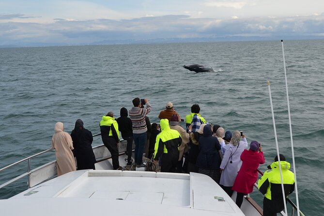 Whale Watching & Dolphin Yacht Cruise - Searching for humpbacks, minkes, dolphins, and puffins