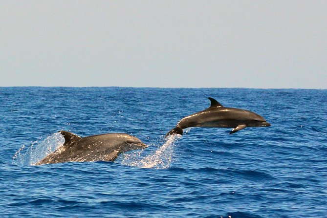 Whale Watching Eco-Adventure from Costa Adeje - Leaving Puerto Colón in an eight-meter RIB
