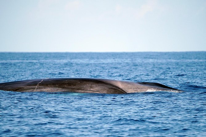 Whale Watching Eco-Adventure from Costa Adeje - Listening below the surface with the hydrophone