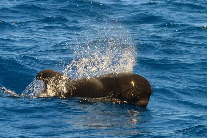 Whale Watching Eco-Adventure from Costa Adeje - Wildlife you might see beyond whales and dolphins
