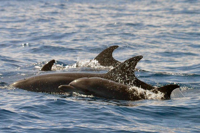 Whale Watching Eco-Adventure from Costa Adeje - Is $72.56 good value for two hours?