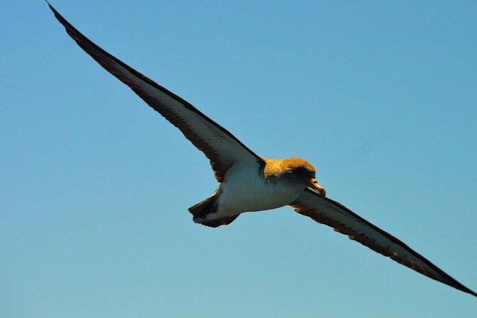 Whale Watching Eco-Adventure from Costa Adeje - Who should take this trip?