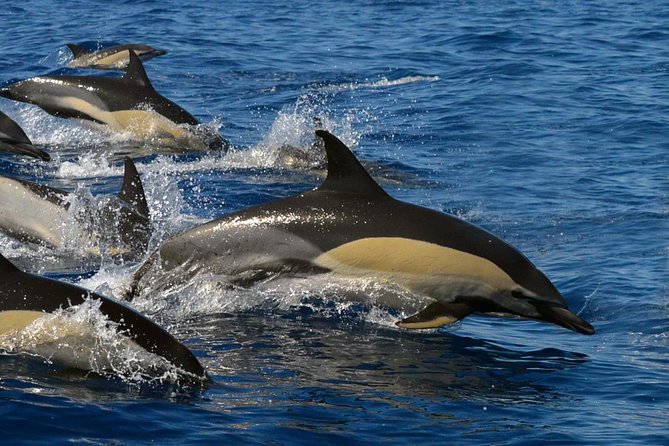 Whale Watching Eco-Adventure from Costa Adeje - What the biologist guides add