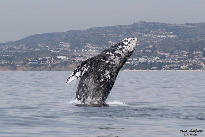 Whale Watching Excursion in Dana Point - Quick takeaways