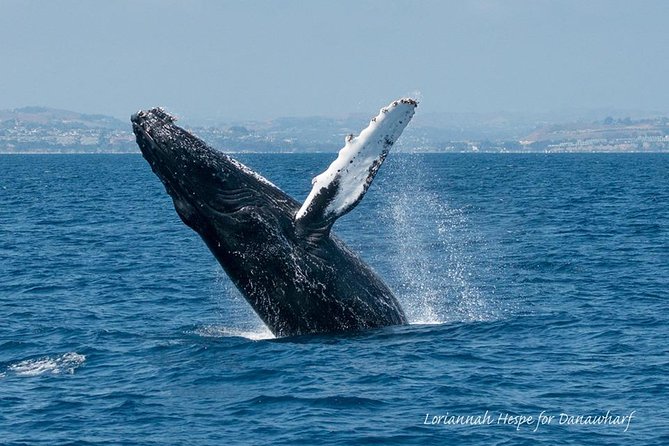 Whale Watching Excursion in Dana Point - Leaving Dana Point aboard the 95-foot boat