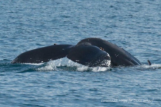 Whale Watching Excursion in Dana Point - The captain’s narration and onboard atmosphere