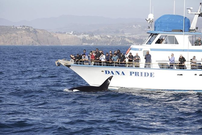 Whale Watching Excursion in Dana Point - Choosing deck space, shade, or the enclosed cabin