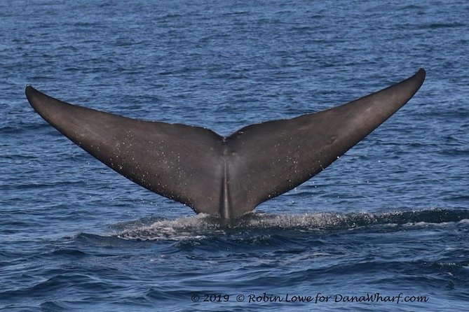 Whale Watching Excursion in Dana Point - The $65 price and what you receive