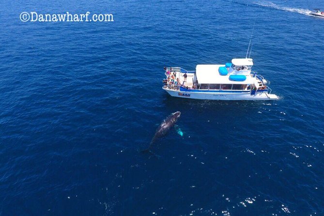 Whale Watching Excursion in Dana Point - What happens if you see no whale