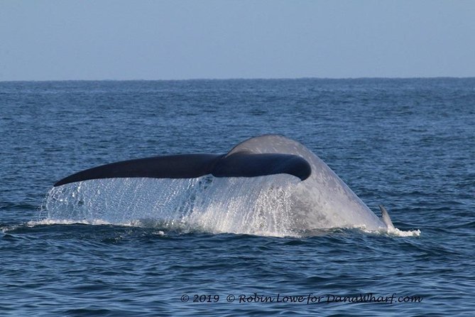 Whale Watching Excursion in Dana Point - Who will enjoy this Dana Point cruise