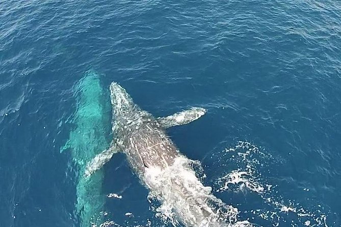 Whale Watching Excursion in Dana Point - Watching for whales, dolphins, and sea lions