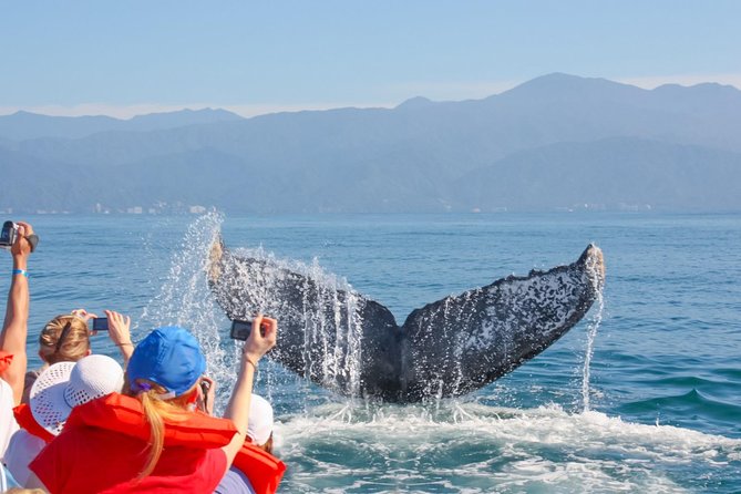 Whale Watching Experience - Why winter makes Puerto Vallarta a whale town