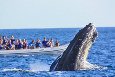 Whale Watching Experience