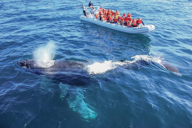 Whale Watching Experience - Mothers, calves, breaches, and dolphins