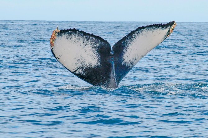 Whale Watching Experience - Dress for wind, sun, and a bare boat