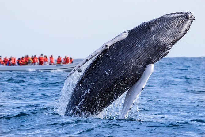 Whale Watching Experience - Who will enjoy this boat most