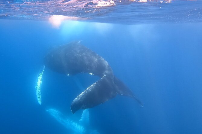 Whale Watching Experience in Cabo San Lucas - A private boat makes the biggest difference