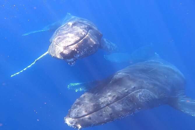 Whale Watching Experience in Cabo San Lucas - A beach stop depends on port permission